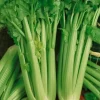 Celery Blanched Tall Utah 52/70