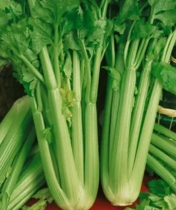 Celery Blanched Tall Utah 52/70