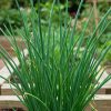 Chive Jowisz
