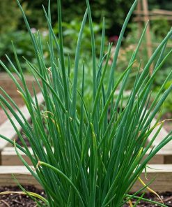 Chive Jowisz