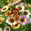 Chrysanthemum Summer Chrysanthemum Rainbow