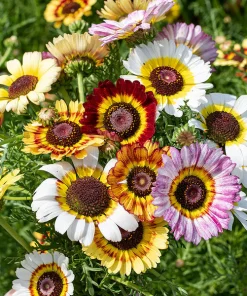 Chrysanthemum Summer Chrysanthemum Rainbow