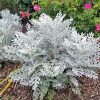 Cineraria Silverdust
