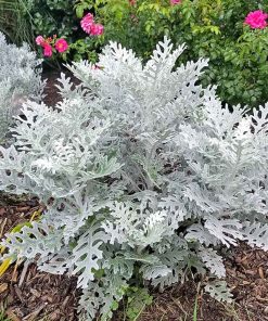 Cineraria Silverdust