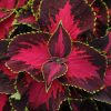 Coleus Decorative Nettle Chocolate Rose