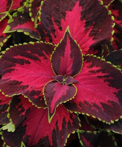 Coleus Decorative Nettle Chocolate Rose