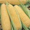 Corn Sweet Elan F1
