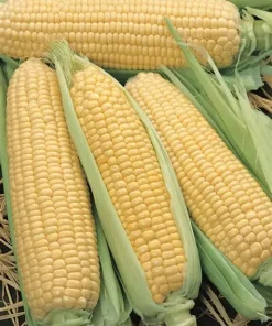 Corn Sweet Elan F1