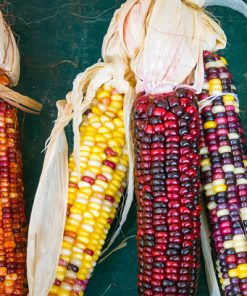 Corn Ornamental Japonica