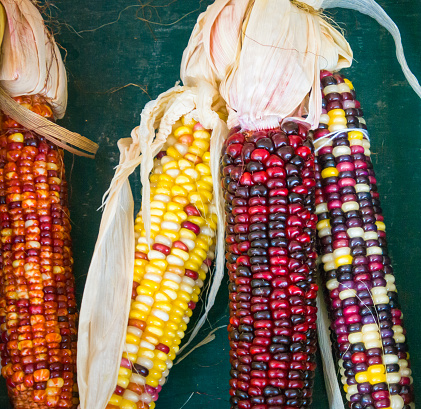 Corn Ornamental Japonica