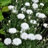 Cornflower Bachelor's Button Tom Pouce