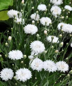 Cornflower Bachelor's Button Tom Pouce