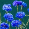 Cornflower Double Ball Blue