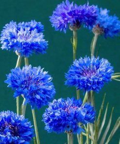 Cornflower Double Ball Blue