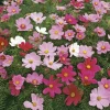 Cosmos Dwarf Sensation