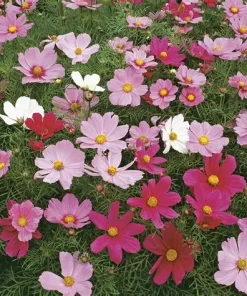 Cosmos Dwarf Sensation