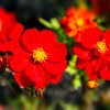 Cosmos Redcrest