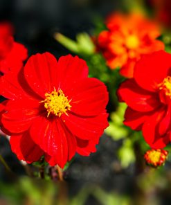 Cosmos Redcrest