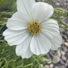 Cosmos Vega White