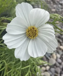 Cosmos Vega White