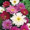 Cosmos Double Click Mix