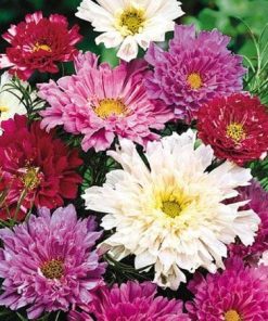 Cosmos Double Click Mix