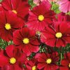 Cosmos Rubenza