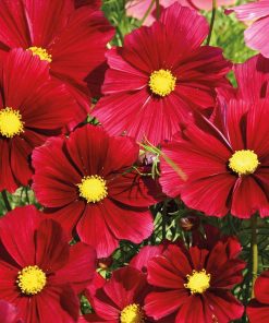 Cosmos Rubenza