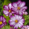 Cosmos Sensation Picotee