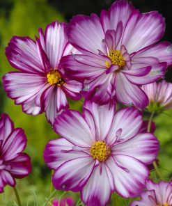 Cosmos Sensation Picotee