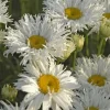 Daisy ‘Crazy Daisy’