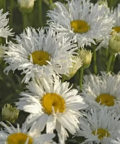 Daisy ‘Crazy Daisy’