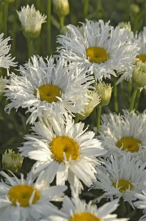 Daisy ‘Crazy Daisy’