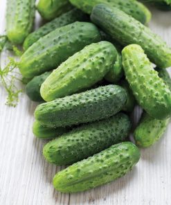 Cucumber Brawo H