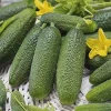 Cucumber Gherkin Alpaka H
