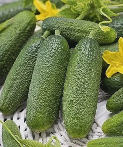 Cucumber Gherkin Alpaka H