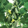 Cucumber Kybria
