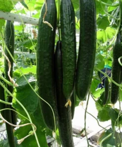 Cucumber Long Green River H