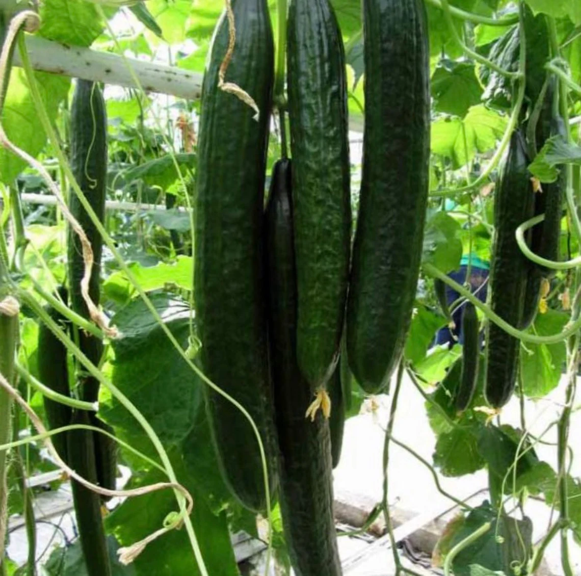 Salad Cucumber Green River