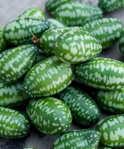 Cucumber Mexican Sour Gherkin