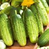 Cucumber Regina H