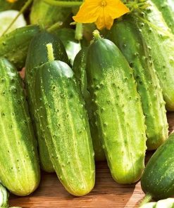 Cucumber Regina H