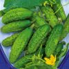 Cucumber Gherkin Rodnichok Natur H