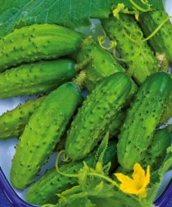 Cucumber Gherkin Rodnichok Natur H