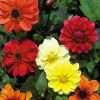Dahlia Bloody Mary mixed