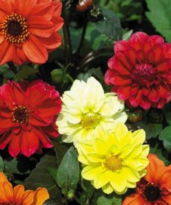 Dahlia Bloody Mary mixed
