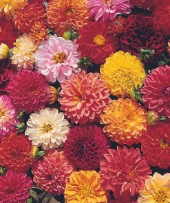 Dahlia Extreme Mixed