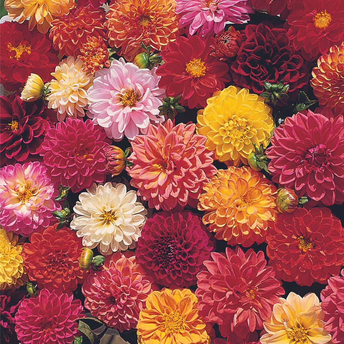 Dahlia Extreme Mixed