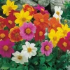 Dahlia Piccolo Mixed