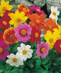Dahlia Piccolo Mixed